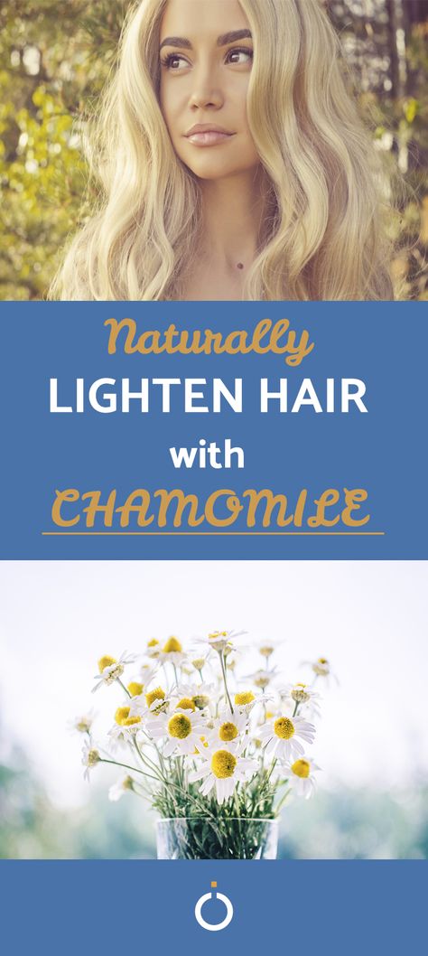 How To Lighten Hair With Chamomile Tea, Natural Ways To Color Hair, Natural Hair Lightener Blonde, Chamomile Tea For Hair, Natural Ways To Lighten Hair Fast, Chamomile Tea Hair Lightener, Natural Hair Lightener For Brunettes, Hair Lightening Diy, Chamomile For Hair