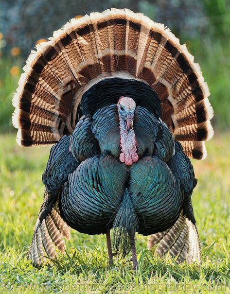 See more Raising Turkeys, Gamebirds, Turkey Bird, Tom Turkey, Regnul Animal, Wild Turkey, Turkey Hunting, Gobble Gobble, Game Birds