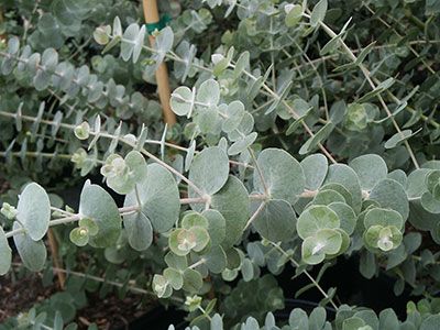 Silver Dollar Eucalyptus eucalyptus gunnii Gum Tattoo, Eucalyptus Cinerea, Baby Blue Eucalyptus, Eucalyptus Flower, Blue Eucalyptus, Australian Native Garden, Dollar Eucalyptus, Silver Dollar Eucalyptus, Ornamental Trees