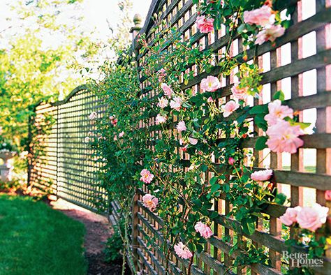 Make your backyard and deck or patio a private area to relax with our easy ideas for adding fences, trees and other landscaping element to increase your privacy. These cheap and easy projects can easily be added to your backyard in a weekend or less. Plants That Grow Up Lattice, Lattice Climbing Plants, Climbing Hydrangea Trellis Ideas, Rose Arbor Trellis, Rambling Rose Trellis, Trellis With Flowers, Climber Plants Ideas, Honey Suckle Trellis Ideas, Trellis Flowers Ideas