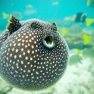 Curious fact: Inflation comes at a cost for pufferfish, and can increase the fish's oxygen uptake to five times that of resting levels. It then takes an average of 5-6 hours before the fish can return to typical metabolic levels. A tired fish is a vulnerable one, and it's likely that pufferfish — known for their deadly poison — may be easier targets for predators after they deflate. So please don’t poke or stress them on purpose! ❤️ . Congratulations to photographer @blainefranger for this pic Pufferfish Cute, Animal Research, Life Under The Sea, Bf Picture, Whitetail Bucks, Water Creatures, Beluga Whale, Puffer Fish, Cute Fish