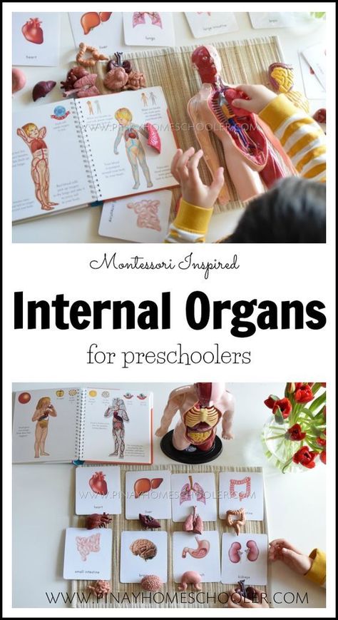 Learning about the internal organs of the human body for preschoolers #preschooler #activities #homeschool #montessori #science Homeschool Montessori, Body Preschool, Human Body Activities, Montessori Science, Montessori Lessons, Human Body Unit, Montessori Homeschool, Internal Organs, Montessori Preschool