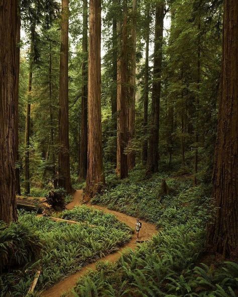 Walking through the giants of Sequoia National Park 📸 @tylerwayneglass #nationalpark #nationalparks #nationalparksusa #sequoia #sequoianationalpark #sequoianationalforest #hiking #hikingadventures #nature #outdoors National Park Vacation, National Parks Usa, The Giants, Sequoia National Park, G Adventures, Us National Parks, Iphone Photos, Camping And Hiking, National Forest