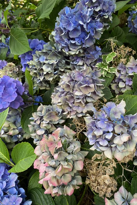 Hydrangeas Done Blooming? 4 Things To Do Now French Hydrangea, Lace Cap Hydrangea, Smooth Hydrangea, Panicle Hydrangea, Hydrangea Bloom, Hydrangea Care, Dried Hydrangeas, Rooting Hormone, Giant Flowers