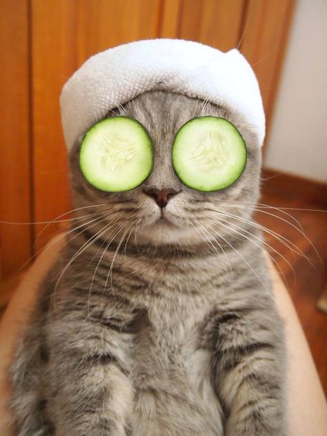 Cat Wearing a Towel Gets Photoshopped Into Some Pretty Weird Situations Cat Hat, Happy Cat, Cat Nap, Funny Animal Pictures, Crazy Cat Lady, Animal Memes, Crazy Cats, Cat Lady, Funny Facts