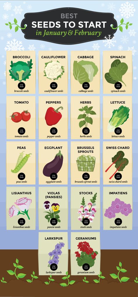 When To Start Seeds, Starting Seeds, Vegetable Garden Planning, Vegetable Garden Diy, Starting A Garden, Veg Garden, Home Vegetable Garden, Container Gardening Vegetables, Vegetable Garden Design