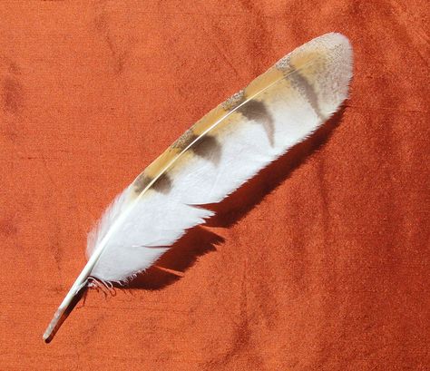 Owl Feather Tattoos, Wood Feathers, Feather Identification, Owl Feathers, Wood Feather, Feather Drawing, Owl Feather, Curiosity Cabinet, Barn Owls