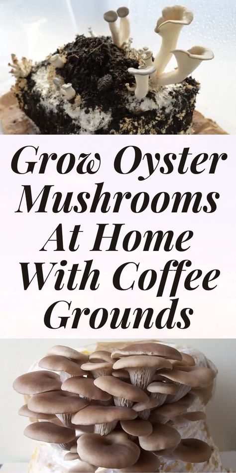 Growing Mushrooms Indoors, Edible Wild Mushrooms, Growing Mushrooms At Home, Wild Food Foraging, Mushroom Cultivation, Garden Mushrooms, Coffee Ideas, Oyster Mushrooms, Edible Mushrooms