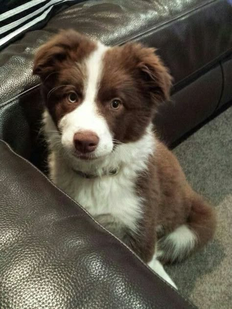 Border Collie Puppy Aesthetic, Chocolate Border Collie, Collie Aesthetic, Border Collie Aesthetic, Chocolate Dogs, Chocolate Dog, Border Collie Puppy, Aussie Puppies, Collie Puppies