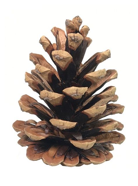 Download this free photo of Pine Cone Fir Conifer from Pixabay's vast library of royalty-free stock images, videos and music. Conifer Cone, Pine Cone Tree, Art Homework, Canadian Hemlock, Fir Cones, Artsy Ideas, Cone Trees, Sketchbook Art Journal, Pine Branch