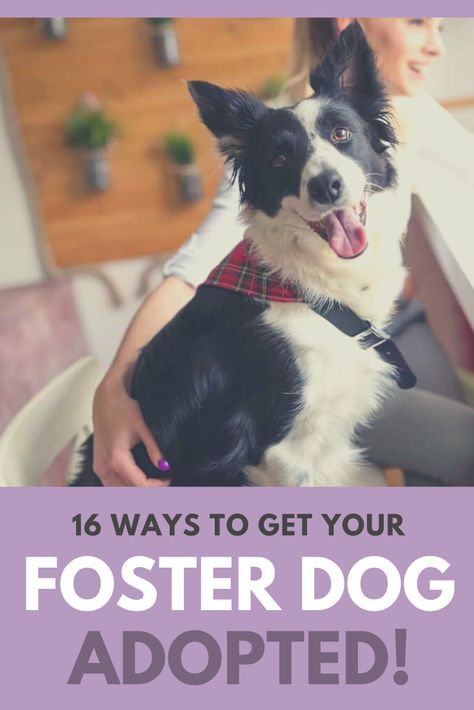 Foster Dog Set Up, Dog Fostering Tips, Foster Dog Tips, Fostering Animals, Dog Fostering, Fostering Dogs, Dog Foster, Foster Dogs, Rescue Pets