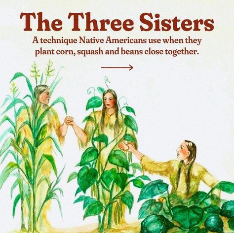 The Oxygen Project on Instagram: "Corn, beans, and squash were definitely on the menu when pilgrims and Native Americans ate together on that first thanksgiving. 🌽🫘🎃 These three staples were among the first important crops for early settlers — using the techniques taught by Native Americans. According to Iroquois legend, these three plants when planted together thrive in the same way three sisters can stick together and support eachother. The Native Americans chose to plant corn, beans and sq Indigenous Symbols, Native American Games, Native American Herbs, Indigenous Wisdom, Native American Mythology, Aboriginal Education, Native American Spirituality, Native American Food, Sioux Tribe