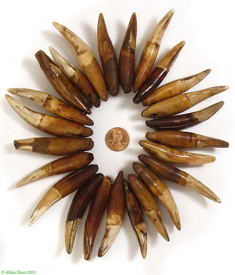 Lion's teeth pendants from an old necklace from the DR Congo. Cultural Jewelry, African Museum, African Material, Amulet Jewelry, Old Necklace, Teeth Art, Quirky Jewelry, Olden Days, Teeth Jewelry