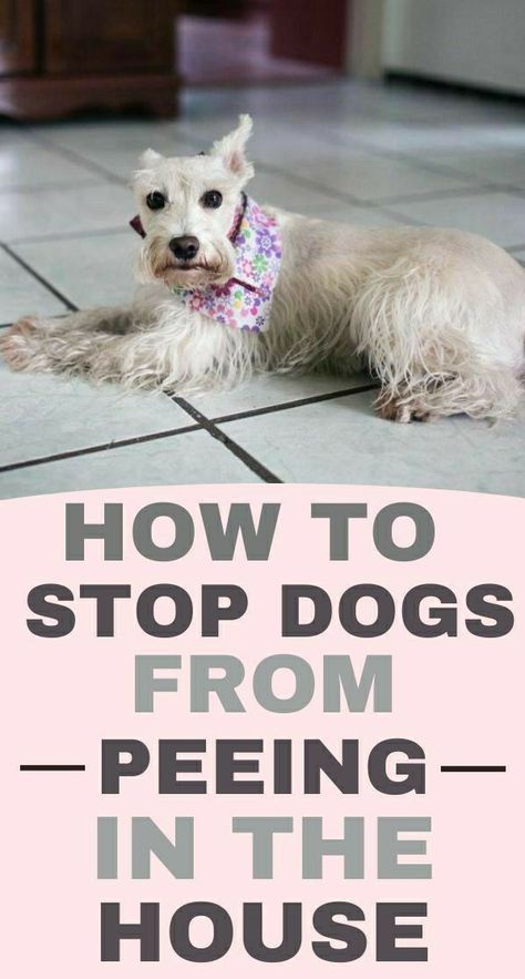 Dog Behavior Problems, Dog Potty Training, Inside House, Dog Potty, Dog Pee, Dog Training Advice, Dog Brain, Best Dog Training, Concrete Porch