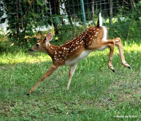 White Tailed Deer Fawn, Deer Laying Down, Chaotic Drawing, Deer Person, Stag Sculpture, Deer Female, Deer Jumping, Female Deer, Deer Photography