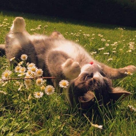 Cat Core, Cottagecore Cat, Cats And Flowers, Söt Katt, Pretty Animals, Silly Animals, Cat Person, Cat Aesthetic, Cute Cats And Dogs