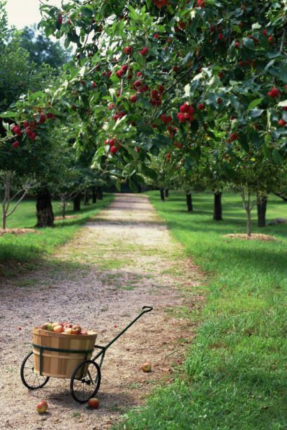 Fruit Bearing Trees, Country Living Magazine, Apple Orchard, Garden Trees, Alam Yang Indah, Apple Tree, Dream Garden, Fruit Trees, The Farm