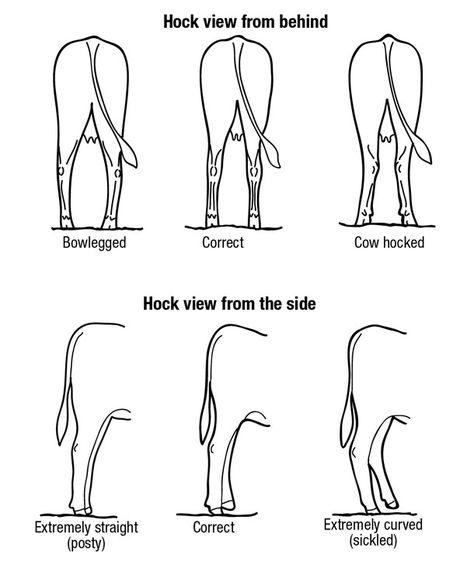 Evaluating feet and leg structure: A lost and important skill - Progressive Cattle Dairy Cattle Showing, Cattle Judging, Show Steer Tips, Showing Beef Cattle, Livestock Judging Tips, Cattle Showing, Showing Cattle, Cattle Ranch, Cow Facts