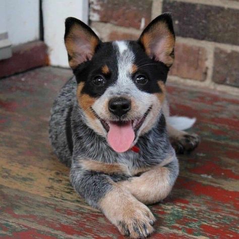 Cattle Dog Puppy, Aussie Cattle Dog, Austrailian Cattle Dog, Blue Heeler Puppies, Cattle Dogs Rule, Heeler Puppies, Blue Heeler Dogs, Australian Cattle Dogs, Australian Cattle Dog Blue Heeler