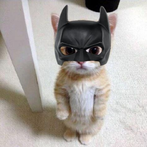 Gato Batman, Batman Cat, Cute Batman, Dog Cat Pictures, Funny Looking Cats, Batman Pictures, Cat And Dog Videos, I Am Batman, Cat Anime