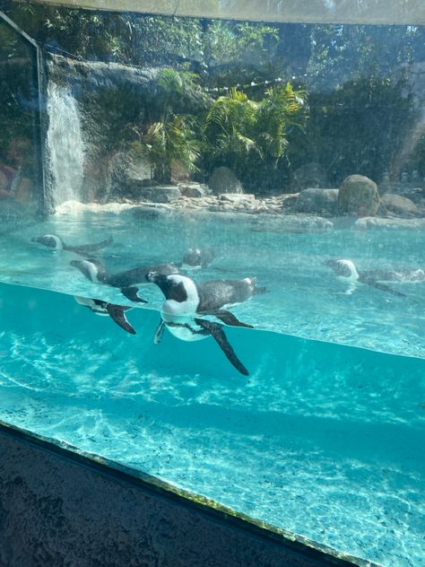 penguin, ocean, aquarium, florida, summer, busch gardens, vacation, tampa Penguins Aquarium, Penguin Aquarium, Tampa Aquarium, Zoo Tampa, Aquarium Pics, Oceanography Marine Biology, 2024 Manifesting, Florida Aquarium, Ocean Aquarium