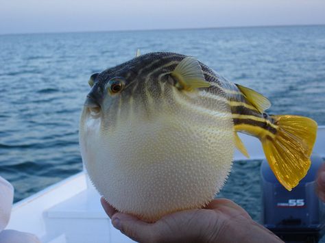 puffer fish facts for kids--great website with facts and a short video.  Biodiversity project Ocean Life, Funny Animal Pictures, Laughing So Hard, 귀여운 동물, Anemone, Bones Funny, Sea Creatures, Animal Pictures, Animals Wild