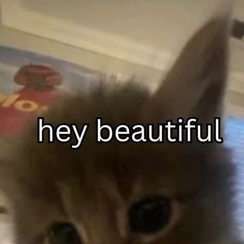 daily cat memes on Instagram: "Just for you☺️ - - Credit: @unknown DM please - - #cat #rizz #catlover #catmemes #sillycat" Cute Funny Cat Pictures, Cat Memes Love, Cat Rizz, Meme Temp, Cat Memes Cute, Cat Mem, Pose Gacha, Flirty Memes, Funny Stick Figures