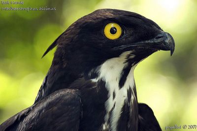 bat hawk, Machaerhamphus alcinu Bat Hawk, Raptors Bird, Hawk Bird, The New Batman, Game Lodge, The Dark Knight Rises, Game Reserve, New Guinea, Pretty Birds