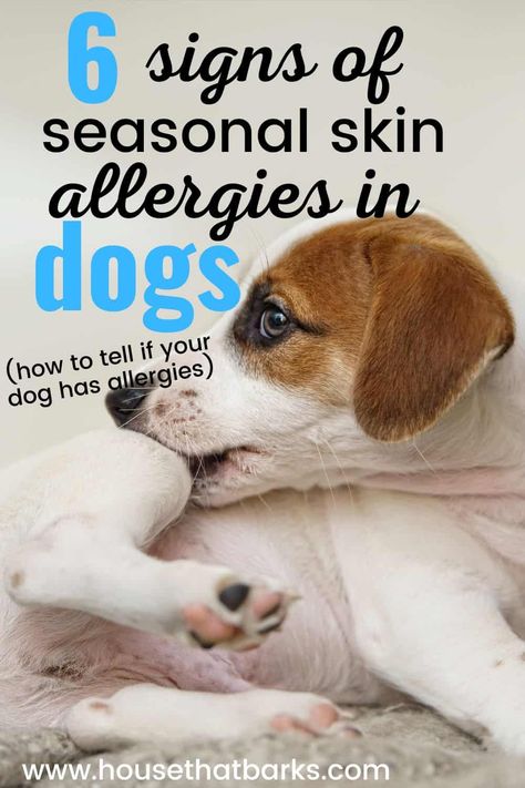 Discovering the crucial signs of skin allergies in dogs! Keep an eye out for these signs and stay informed to keep your pup happy and healthy! #dogallergies, #dogskinallergies, #skinallergies, #dogs, #doglovers, #doghealth Dog Dry Skin Remedy Itch Relief, Dog Itching Remedies Diy, Dog Allergy Remedies Itch Relief, Dog Allergy Remedies, Allergy Relief For Dogs, Natural Itch Relief, Dog Allergies Remedies, Itch Relief Skin, Dog Itching Remedies