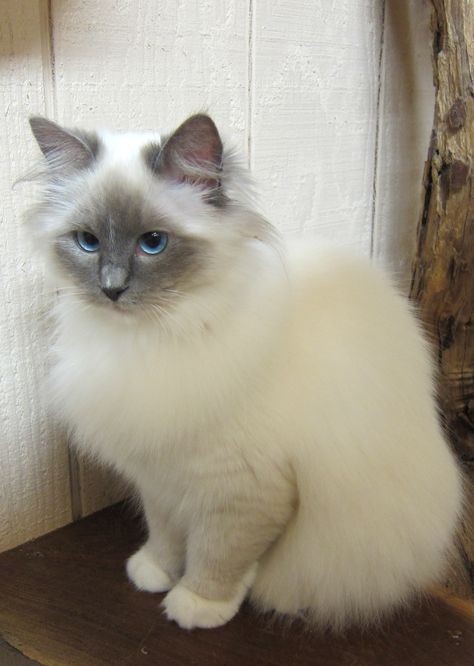 Ragdoll Cat Blue Point, Blue Point Ragdoll Cat, Cats Types, Drawing Types, Blue Point Ragdoll, Types Of Cats Breeds, Cat Breeds Chart, Gato Ragdoll, Cat Tattoo Design