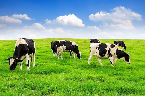 Free Green Screen, Wild Flower Meadow, Cute Blue Wallpaper, 3d Landscape, Cow Calf, Dairy Cows, Beautiful House Plans, Dairy Farms, Blue Clouds