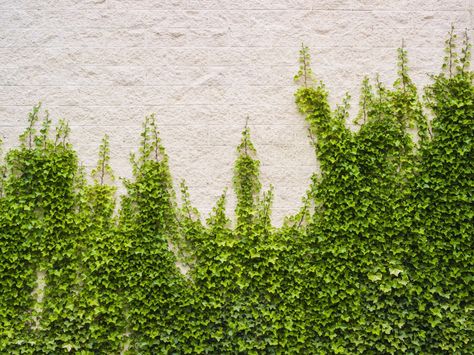 Sure, it looks romantic when it scales old, abandoned walls, but what you might not see is the wear and tear it's doing to those already run-down structures. Ivy can cause damage to just about any kind of siding, including wood, stucco, and cement — oh, and your paint doesn't stand a chance.  - WomansDay.com Types Of Ivy, Perennial Flowering Vines, Home Exterior Colors Schemes, Wall Climbing Plants, Boston Ivy, Creeping Fig, Ivy Wall, English Ivy, Ivy Plants