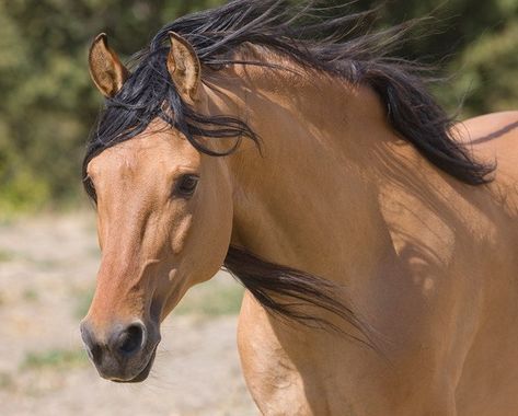 Kiger Mustang, Wild Horses Mustangs, Buckskin Horse, Horse Star, Spirit Stallion, Cai Sălbatici, Mustang Horse, Horse Wallpaper, Horse Aesthetic