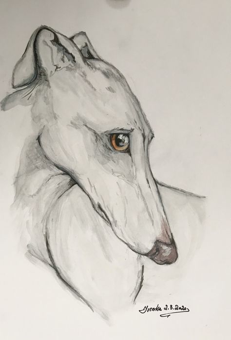 Grey Hound Drawing, Whippet Tattoo, Whippet Drawing, Greyhound Drawing, Greyhounds Clothes, Lurcher Dog, Greyhound Breed, Dog Drawing Tutorial, Greyhound Pictures