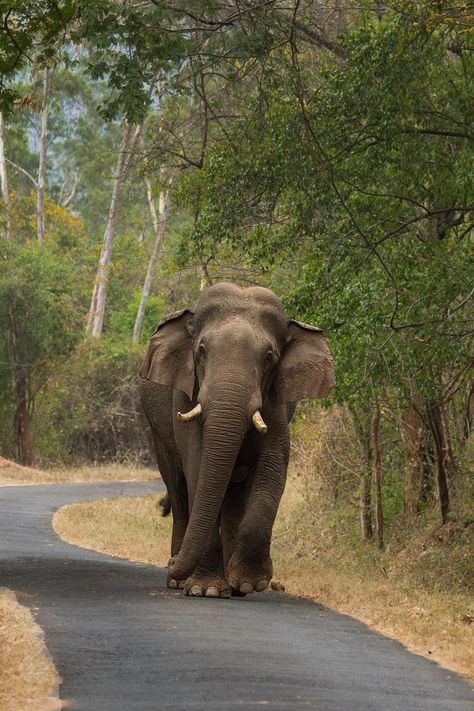 Sri Lankan Elephant, Elephant Background, African Forest Elephant, Elephant Photography, Elephant Images, Jim Corbett, Elephants Photos, Elephant Sanctuary, Nainital