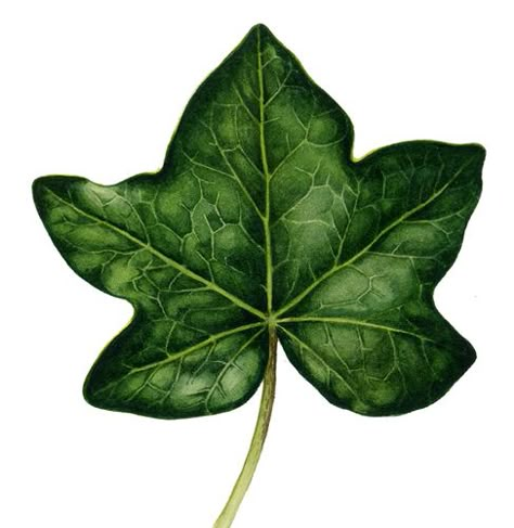 Botanical Illustration: Tips on leaf shapes - Lizzie Harper Leaves Drawing, Illustration Tips, Ivy Cottage, Leaf Tattoo, Step By Step Watercolor, Botanical Drawing, Watercolor Mixing, Ivy Plants, Leaf Illustration