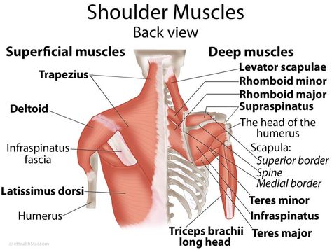 Shoulder muscles Anatomy Spine, Forearm Anatomy, Crunchy Stuff, Levator Scapulae, Muscular Anatomy, Shoulder Workouts For Men, Shoulder Rehab Exercises, Muscle Diagram, Shoulder Anatomy