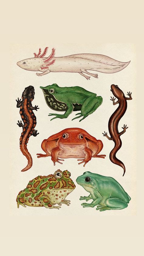 Frog Art, Trondheim, Scientific Illustration, Arte Inspo, Wow Art, Vintage Poster Art, Arte Animal, Cute Frogs, Art Collage Wall