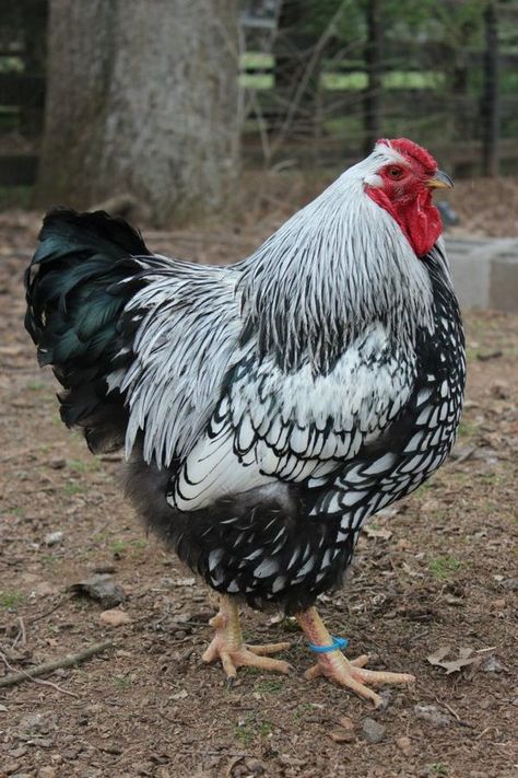 Silver-laced Wyandotte                                                       … Laced Wyandotte, Cochin Chickens, Fancy Chickens, Beautiful Chickens, Hen Chicken, Chickens And Roosters, Chicken Runs, Backyard Chickens, Chicken Breeds