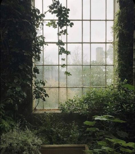 Green Academia, Kunst Inspo, An Open Window, Dark Naturalism, Creation Art, Dark Green Aesthetic, Slytherin Aesthetic, Plant Aesthetic, Dark Academia Aesthetic