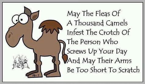 One of my dads favorite curses is,"May the fleas of a thousand camels infest your armpits". I have to admit though that I like this version better. ;-p Lol Anything For You, Day Quotes, Screwed Up, Laughing So Hard, Sarcastic Quotes, Funny Signs, Funny Cartoons, Too Short, Bones Funny