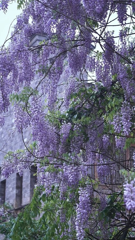 #purple #wisteria #figs #sunrise #lightning #ube #lavender #velvet #ameythyst #grapes #mountains Lavender Victorian Aesthetic, Pink Lillies Bouquet, Pink Lillies Aesthetic, Lillies Aesthetic, Lillies Bouquet, Wall Paper Pink, Wisteria Tree, Light Purple Flowers, Purple Wisteria