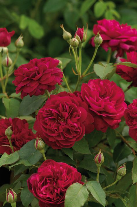 Darcey Bussell, Deadheading Roses, Rosen Beet, Rose Foto, Rose Belle, Austin Rose, Rose Care, Types Of Roses, Shrub Roses