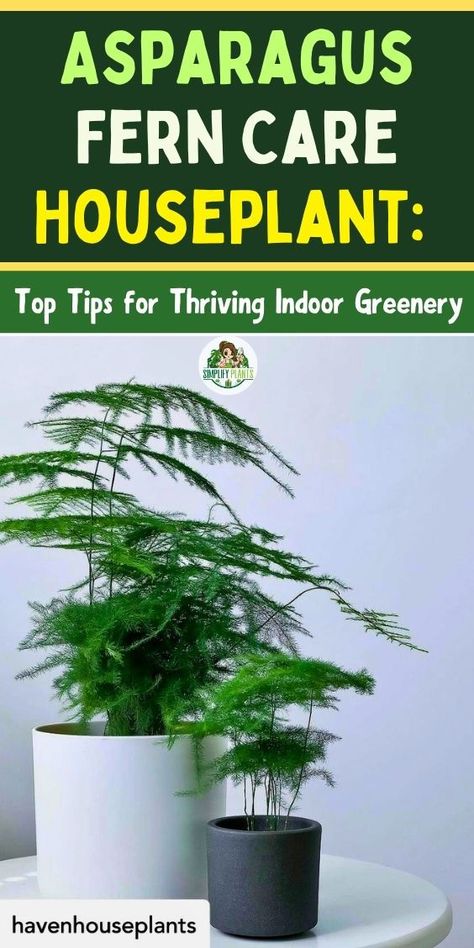 "Asparagus Fern, Indoor Plants, Houseplant Care, Indoor Gardening, Greenery, 
Plant Care Tips, Indoor Plant Care, Asparagus Fern Care, Houseplant Tips, 
Indoor Greenery, Thriving Houseplants, Indoor Plant Tips, Asparagus Fern 
Plant, Indoor Plant Care Tips, Houseplant Care Tips" Asparagus Fern Care, Fern Houseplant, Fern Care, Ferns Care, Indoor Greenery, Asparagus Fern, House Plant Care, Indoor Garden, Top Tips