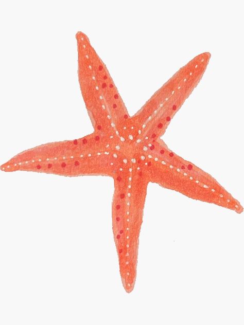 "cute starfish " Sticker for Sale by Maddy Gaukroger Starfish Widget, Star Fish Aesthetic, Home Screen Collage, Starfish Sticker, Starfish Colors, Orange Starfish, Cute Starfish, Pink Starfish, Collage Items