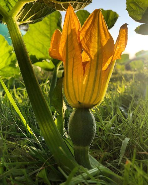 Pumpkin Plant Tattoo, Pumpkin Blossoms, Botanical Pumpkin Illustration, Pumpkin Plant Illustration, Squash Flowers, Pumpkin Inspo, Pumpkin Flowers, Practical Garden, Vegetables Photography