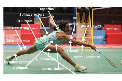 Badminton activates severel muscles of our body and thats why it is highly important for a player to incorporate strength training in his regime. Take a look at the different muscles used in badminton and why stregth training is important for the sport. Badminton Training, Things To Do When Bored, Training Equipment, Stomach Workout, Badminton, Advanced Technology, Our Body, Strength Training, To Meet