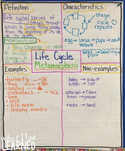 Life Cycles & Metamorphosis: Articles & Graphic Organizers • What I Have Learned Frayer Model, Butterfly Lessons, Cycle Poster, Science Life Cycles, Aboriginal Education, Animal Life Cycles, Science Stations, Second Grade Science, Life Cycles Activities