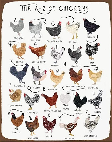 Chicken Species, Chickens Cute, Rooster Rugs, Backyard Birds Watching, Farmers Day, Rooster Kitchen Decor, Fancy Chickens, Chicken Mom, Backyard Chicken Farming