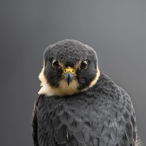 Amer Cavalcant on Instagram: "Beautiful and charming Bat falcon 🦅 . . . #nature #naturephotography #Ourplanetdaily #wildlifeplanet #birdfreaks #falcons #hawk #batfalcon #hawkers #hawkphotography #hawkpicks #falconpictures #cauré #falcao #falcão #reelsnature #reelsnatureza #falcon" Bat Falcon, Falcon Hawk, Falcon Art, December 7, Rodents, Art References, Art Tips, Hawks, Our Planet